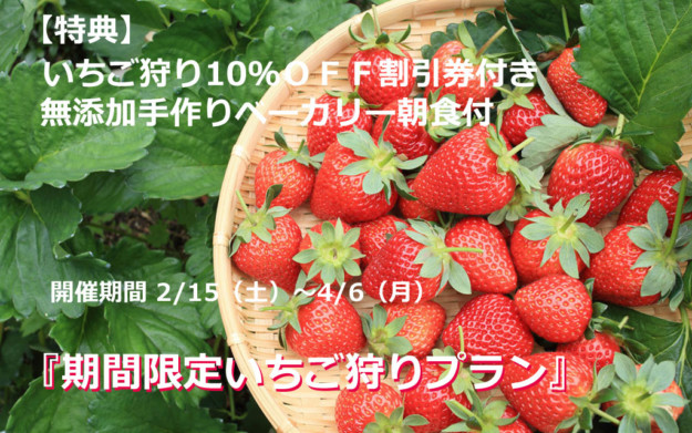 いちご狩り10 Offチケット付 いちご狩りプラン 開始 お知らせ 南紀白浜の温泉リゾートホテル アレーズド バレshirahama